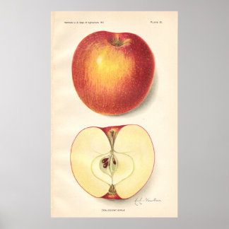 Vintage Opalescente Apple Poster
