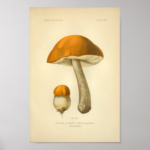 Vintage Orange Mushrooms Art Impressão francês
