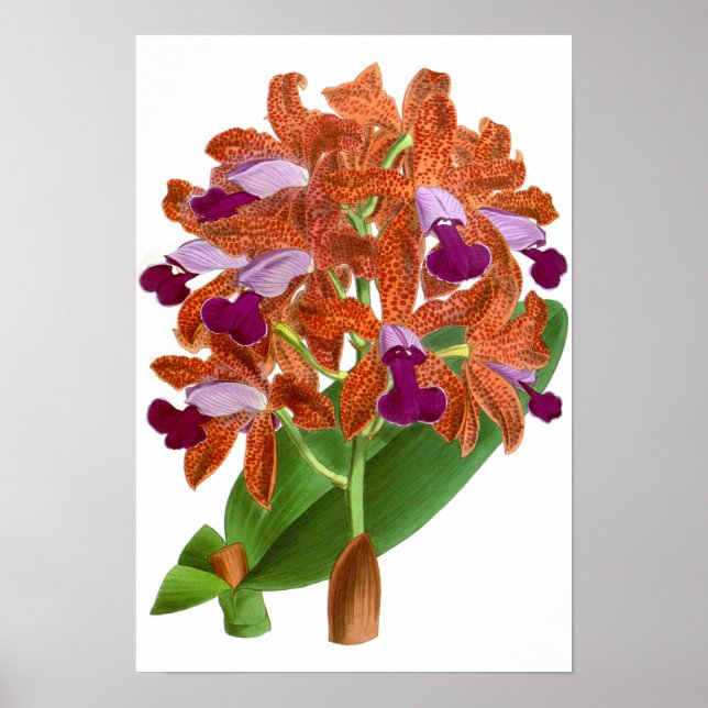 Vintage Orange Purple Orchid Flower - Poster (Frente)