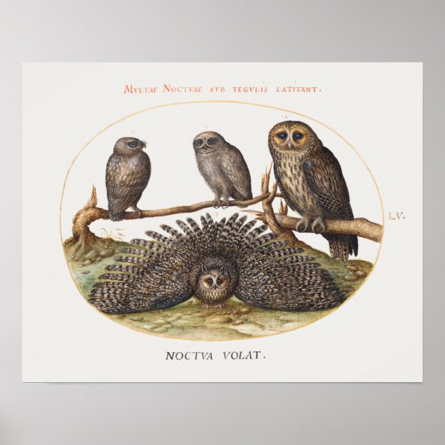 Vintage Owl Illustration Poster (Frente)