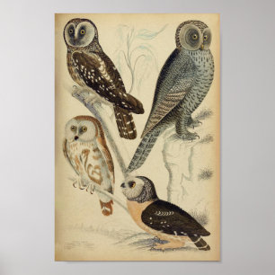 Vintage Owl Illustration Poster