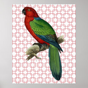 Vintage Parrot Bird em Poster de Arte Retroativa