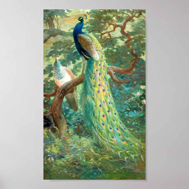Vintage Peacock Image Poster (Frente)