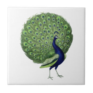 Vintage Peacock Open Fan