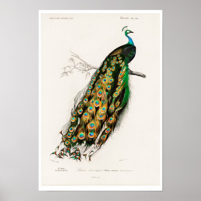 VINTAGE PEAFOWL ILLUSTRATION POSTER (Frente)