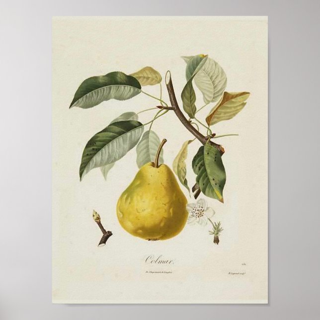 Vintage Pear Poster (Frente)