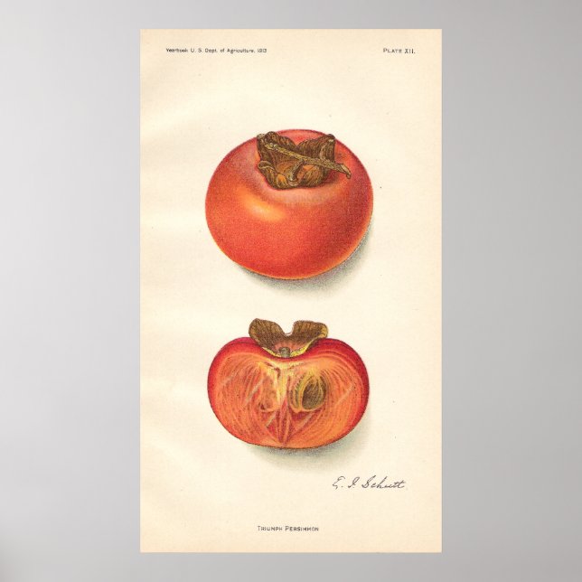 Vintage Persimmon Poster (Frente)