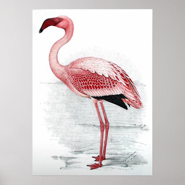 Vintage Pink Flamingo Poster (Frente)