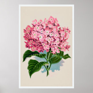 Vintage Pink Hydrangea Flower Impressão