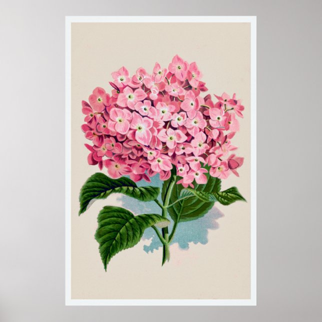Vintage Pink Hydrangea Flower Impressão (Frente)
