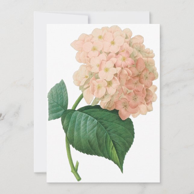 Vintage Pink Hydrangea Flower, Reduplique Convite (Frente)