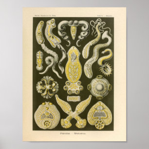 Vintage Platodes Color Ernst Haeckel Art Impressão