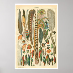 Vintage Plumes Poster