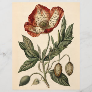 Vintage Poppy Illustration Scrapbook Paper