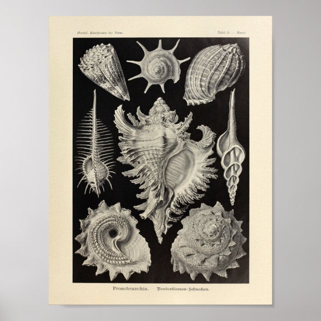Vintage Prosobranchia Ernst Haeckel Art Impressão (Frente)