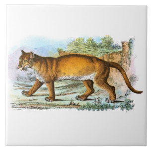 Vintage Puma Animal Illustration
