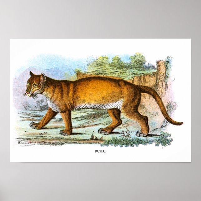 Vintage Puma Animal Illustration Poster (Frente)