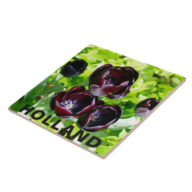 Vintage Purple Black Tulips Flores Holanda (Lateral)
