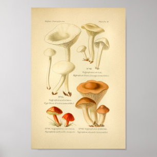 Vintage Red Brown Mushroom Art Impressão francês