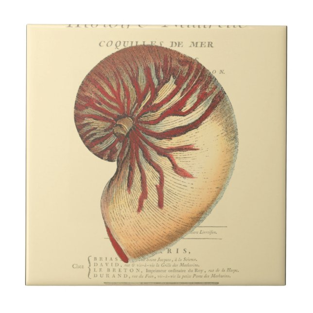 Vintage Red Conch Shell (Frente)