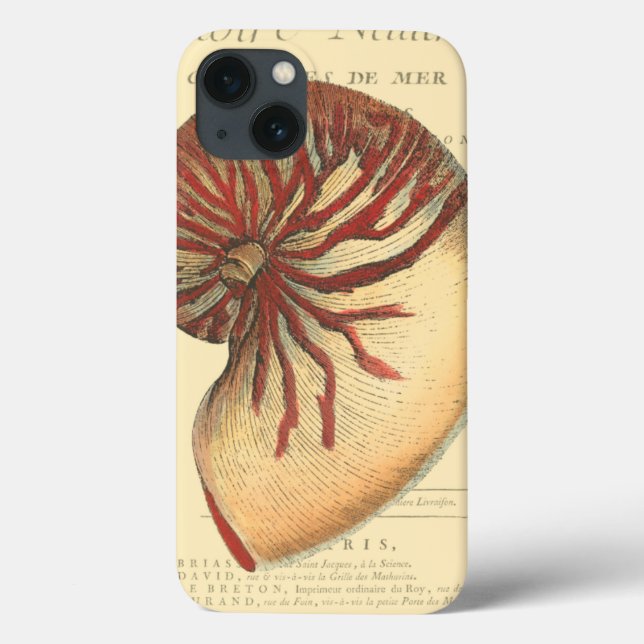 Vintage Red Conch Shell (Verso)