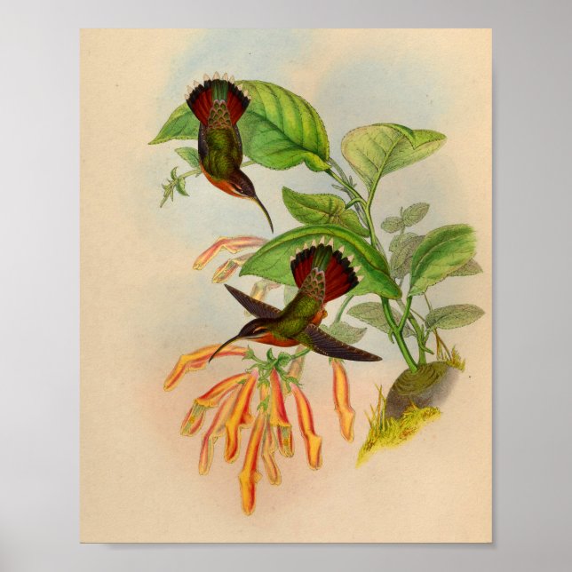 Vintage Red Hummingbird Impressão Orange Flowers (Frente)