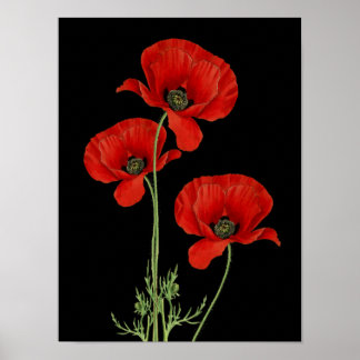Vintage Red Poppies Impressão Botânico