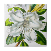 Vintage Rhododendron Botânico