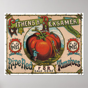 Vintage Ripe Red Tomates Poster