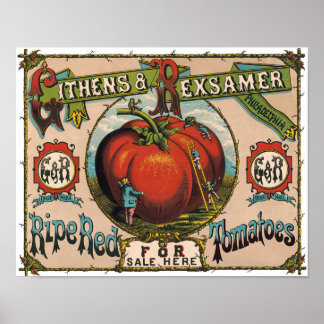 Vintage Ripe Red Tomates Poster