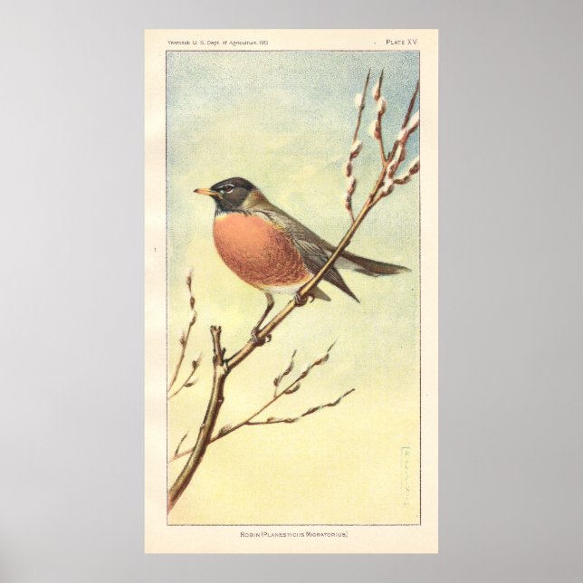 Vintage Robin Poster (Frente)