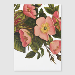 Vintage Rosas Belos Botânicos Rosa