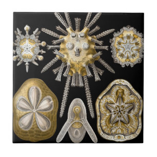 Vintage Sand Dollares Sea Urchins por Ernst Haecke