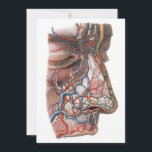 Vintage Science Anatomia Humana, Face com Nariz<br><div class="desc">Ilustração vítrea da saúde humana e desenho da anatomia apresentando uma face de perfil sem pele apresentando nariz, lábio superior e testa com vasos sanguíneos, veias, ligamentos, tendões e músculos. Os olhos estão fechados. design excelente para geeks de ciência e biologia.</div>