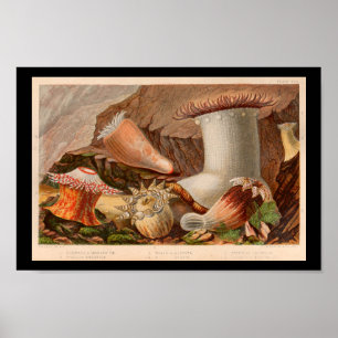 Vintage Sea Anemone Ocean Life Art Impressão