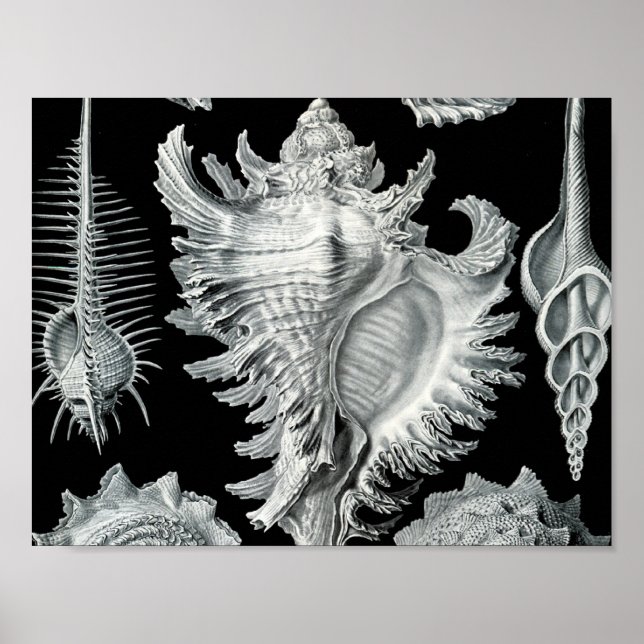 Vintage Seashell Impressão (Frente)