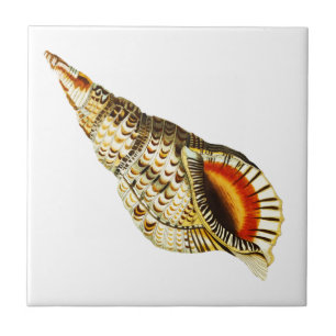 Vintage Seashell Trumpet Ilustração da bandeja a