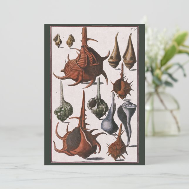 Vintage Seashells, conchas oceânicas Marinhas (Em pé/Frente)