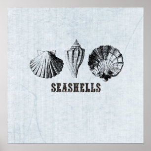 Vintage Seashells Illustration Poster