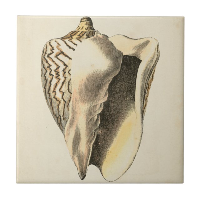 Vintage Sepia Conch Shell (Frente)