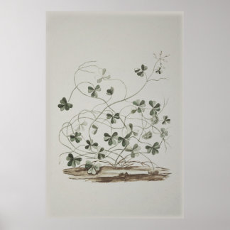 Vintage Shamrock Poster