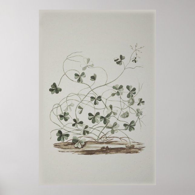 Vintage Shamrock Poster (Frente)