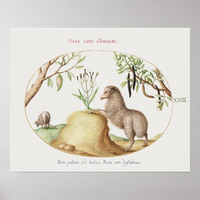 Vintage Sheep Poster (Frente)