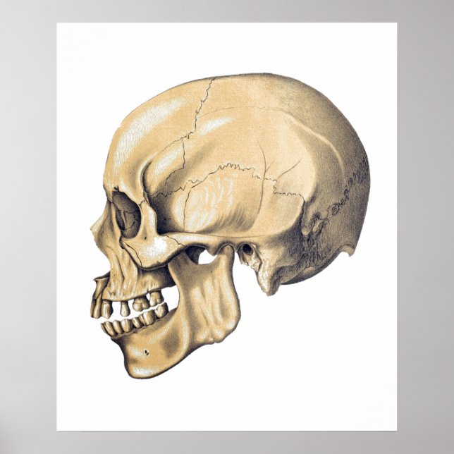 Vintage Skull Anatomy Illustration Poster (Frente)