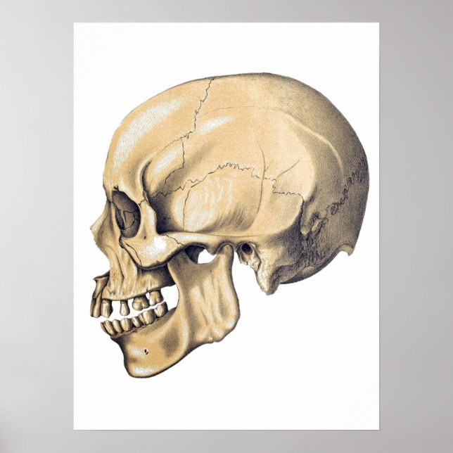Vintage Skull Anatomy Illustration Poster (Frente)