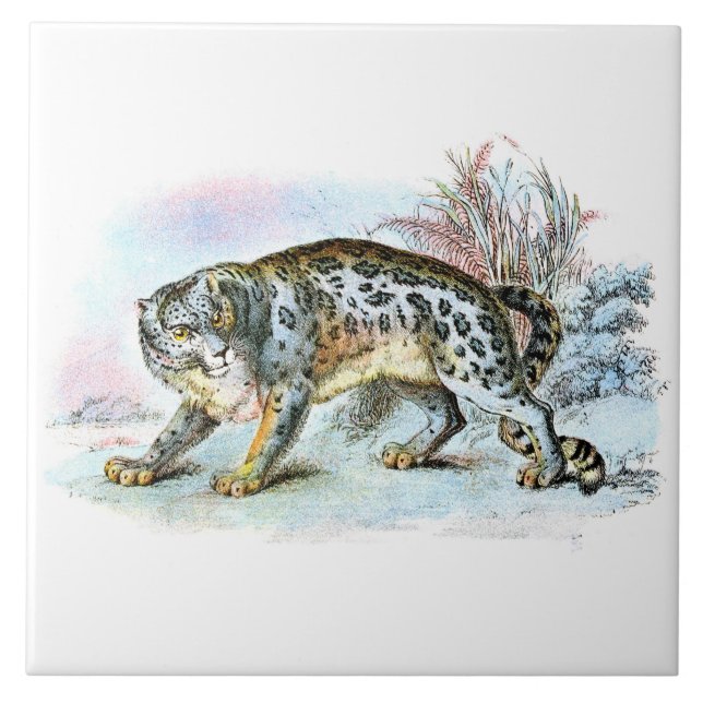 Vintage Snow Leopard Animal Illustration (Frente)