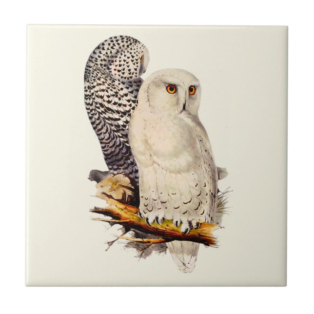 Vintage Snowy Owl Drawing (Frente)