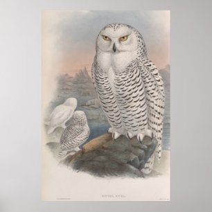 Vintage Snowy Owl Gould Poster