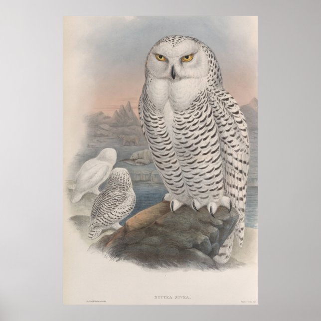Vintage Snowy Owl Gould Poster (Frente)