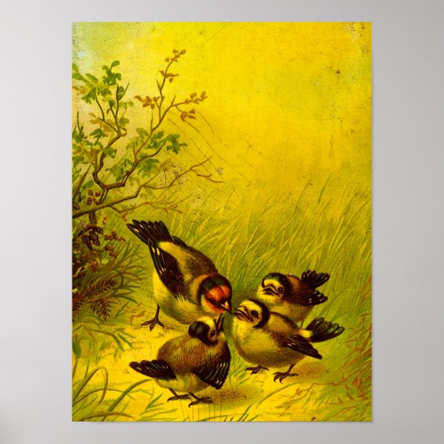Vintage Sparrows Poster (Frente)